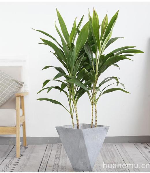 青铁_西安绿植租赁_西安绿植租摆_西安花卉租赁_西安花卉租摆_西安