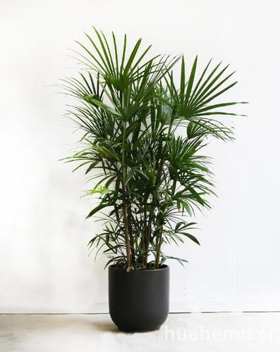 棕竹(1.6m)