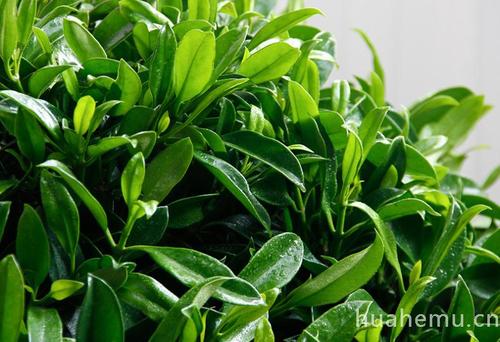 非洲茉莉.jpg