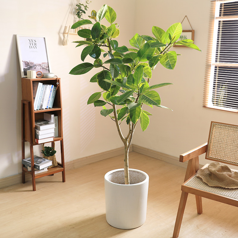 黄金榕_绿植租摆_ 西安绿植租赁公司