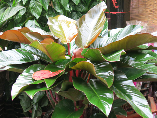 红钻_西安绿植租赁_西安绿植租摆_西安花卉租赁_西安花卉租摆_西安