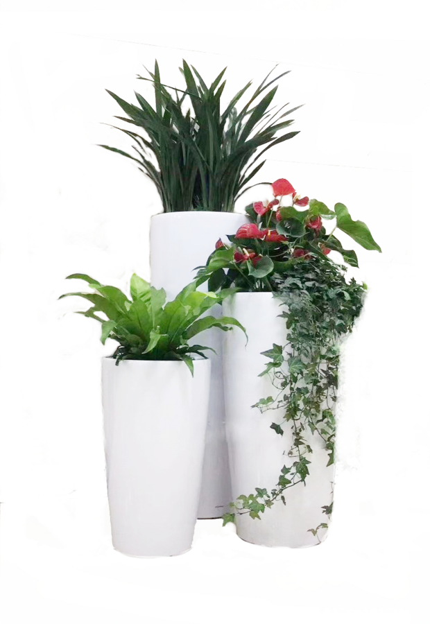 c1组合 - 西安绿植租赁公司_西安绿植租赁_西安花卉租摆_西安绿植租摆